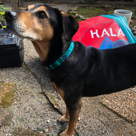 Soc 'Em Dog Collar