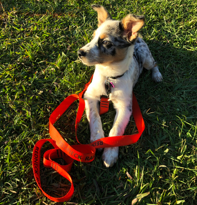 A small white and brown dog sitting in the grass with a red-orange dog leash