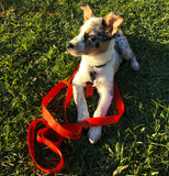 A small white and brown dog sitting in the grass with a red-orange dog leash