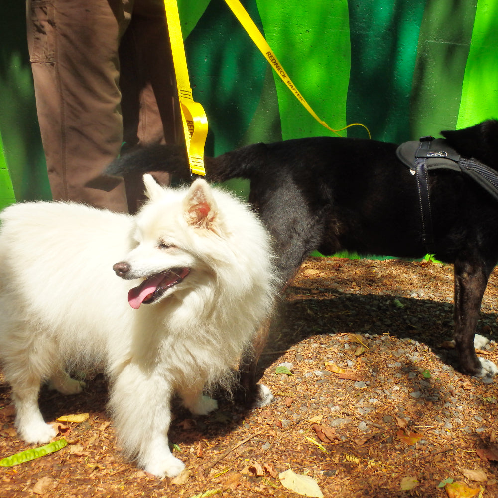 A pair of dogs, one white and one black dog wearing collars and attached to yellow dog leashes, which is being held by a person standing beside the dog. The leash is named 'Soc 'Em' and is associated with the Chattooga River rapid.