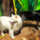 A pair of dogs, one white and one black dog wearing collars and attached to yellow dog leashes, which is being held by a person standing beside the dog. The leash is named 'Soc 'Em' and is associated with the Chattooga River rapid.